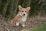 CORGI PEMBROKE 1417